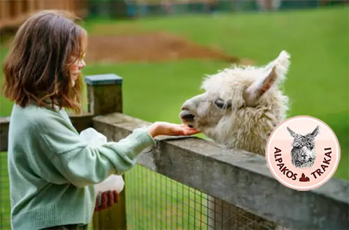 alpakos Trakai